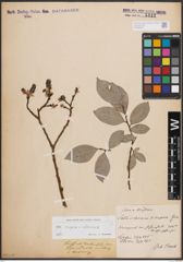 Foto von Salix caprea L. x Salix silesiaca Willd.